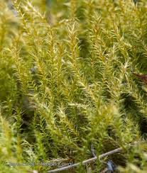 Attēlu rezultāti vaicājumam “Campylium, Campyliadelphus”