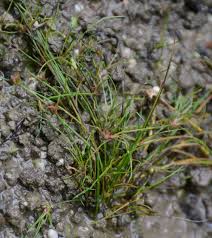 Attēlu rezultāti vaicājumam “Juncus bulbosus fruit”