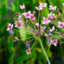 Attēlu rezultāti vaicājumam “Butomus umbellatus bud”