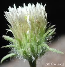 Attēlu rezultāti vaicājumam “Erigeron acris flower”