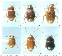 Attēlu rezultāti vaicājumam “Alticinae”