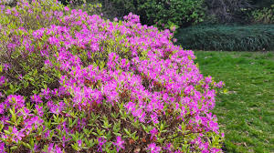 Attēlu rezultāti vaicājumam “rhododendron”