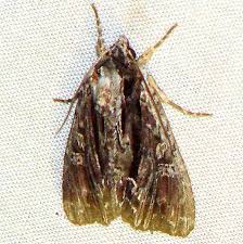 Attēlu rezultāti vaicājumam “Anthrenus sp. imago”