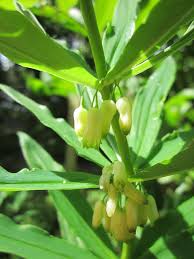 Attēlu rezultāti vaicājumam “Polygonatum verticillatum”