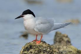 Image result for Sterna dougallii