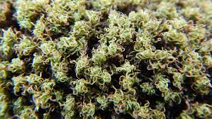 Attēlu rezultāti vaicājumam “Tortella tortuosa”