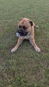 Image result for Banbury Bulldogs