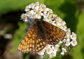 Attēlu rezultāti vaicājumam “Mellicta athalia underside”