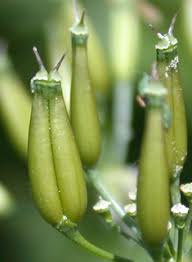 Attēlu rezultāti vaicājumam “Anthriscus sylvestris fruit”