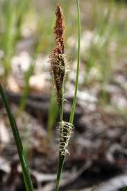Attēlu rezultāti vaicājumam “Carex arenaria  fruit”