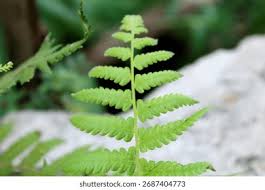 Attēlu rezultāti vaicājumam “Phegopteris connectilis”