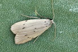 Attēlu rezultāti vaicājumam “Pelosia muscerda”