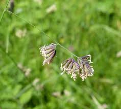 Attēlu rezultāti vaicājumam “Dactylis polygama”