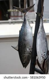 Image result for Katsuwonus pelamis