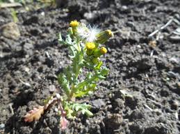 Attēlu rezultāti vaicājumam “Senecio viscosus fruit”
