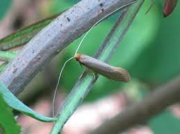 Attēlu rezultāti vaicājumam “Nematopogon sp.”