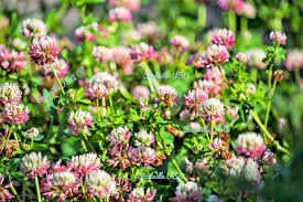 Attēlu rezultāti vaicājumam “Trifolium hybridum flower”
