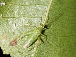 Attēlu rezultāti vaicājumam “Blepharidopterus angulatus”