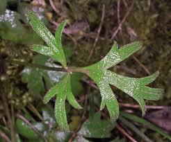 Attēlu rezultāti vaicājumam “Ranunculus elatior leaf”