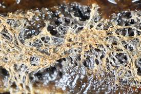 Attēlu rezultāti vaicājumam “Amaurochaete atra spores”