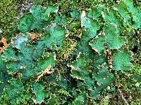 Attēlu rezultāti vaicājumam “Peltigera leucophlebia”