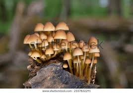 Attēlu rezultāti vaicājumam “Mycena renati”