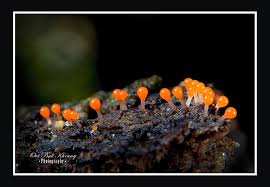 Attēlu rezultāti vaicājumam “Trichia sp.”