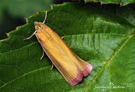 Attēlu rezultāti vaicājumam “Oncocera semirubella”