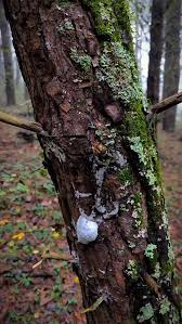 Attēlu rezultāti vaicājumam “Reticularia sp.”