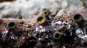 Attēlu rezultāti vaicājumam “Chlorencoelia versiformis”