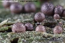 Attēlu rezultāti vaicājumam “Lycogala roseosporum”