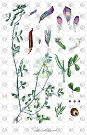 Attēlu rezultāti vaicājumam “Vicia hirsuta fruit”