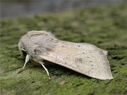 Attēlu rezultāti vaicājumam “Orthosia gracilis”