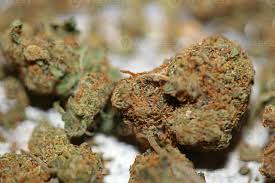 Attēlu rezultāti vaicājumam “Cannabaceae”