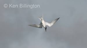 Attēlu rezultāti vaicājumam “Sterna sandvicensis adult”