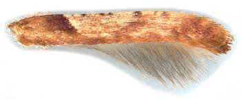 Attēlu rezultāti vaicājumam “Caloptilia hemidactylella”