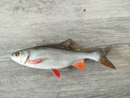 Image result for Chondrostoma nasus