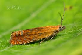 Attēlu rezultāti vaicājumam “Lathronympha strigana”