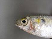 Image result for Mugil curema