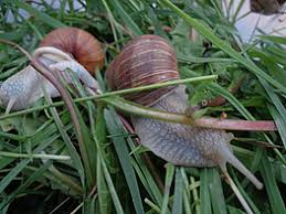 Attēlu rezultāti vaicājumam “Helix pomatia”