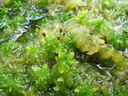 Attēlu rezultāti vaicājumam “Sphagnum sporophyte”