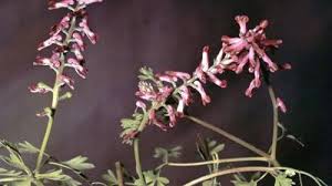 Attēlu rezultāti vaicājumam “Fumaria officinalis”