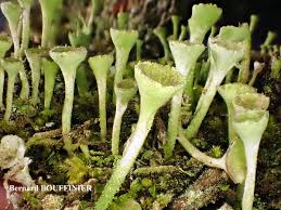 Attēlu rezultāti vaicājumam “Cladonia fimbriata”