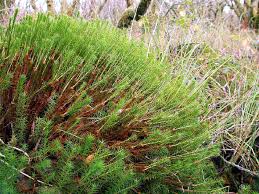 Attēlu rezultāti vaicājumam “Polytrichum commune var. perigoniale”