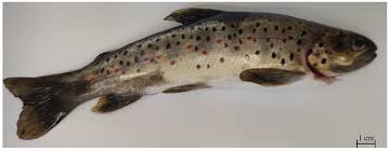 Image result for Salmo macrostigma