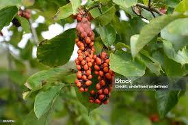 Attēlu rezultāti vaicājumam “Magnolia kobus fruit”