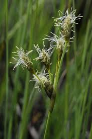 Attēlu rezultāti vaicājumam “Eriophorum gracile leaf”