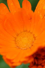 Image result for Calendula officinalis