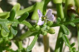 Attēlu rezultāti vaicājumam “Cakile maritima subsp. baltica flower”