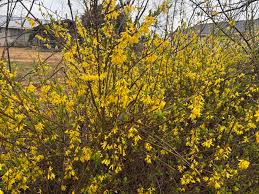 Attēlu rezultāti vaicājumam “Forsythia intermedia flower”